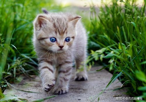 “猫咪减肥攻略:轻松瘦成猫界小仙女!”