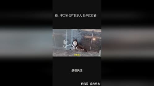 猫：千万别告诉我家人 我干这行的！