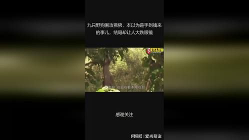 九只野狗围攻狒狒，本以为是手到擒来的事儿，结局却让人大跌眼镜