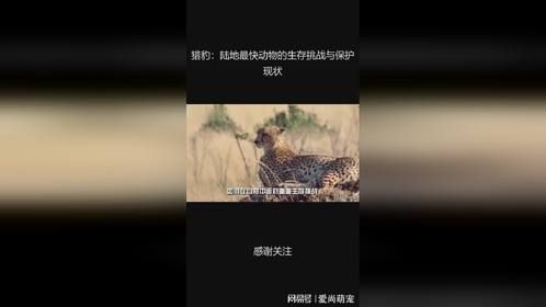 猎豹：陆地最快动物的生存挑战与保护现状