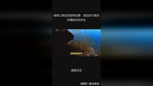 珊瑚三角区的独特风景：清洁虾与海洋巨兽的互利共生
