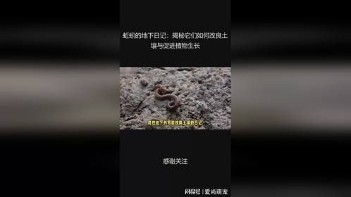 蚯蚓的地下日记：揭秘它们如何改良土壤与促进植物生长