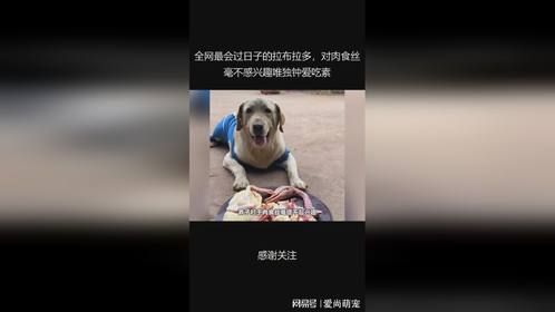 全网最会过日子的拉布拉多，对肉食丝毫不感兴趣唯独钟爱吃素