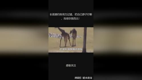 长颈鹿约架用力过猛，把自己脖子拧断，当场饮恨西北！