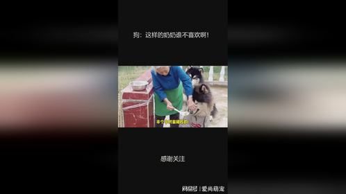 狗：这样的奶奶谁不喜欢啊！