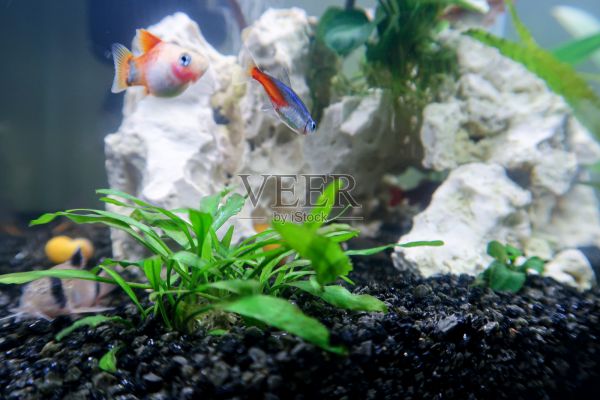 水族馆和鱼缸照片摄影图片