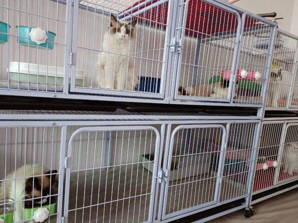 宠物猫繁殖设备_猫繁殖技术