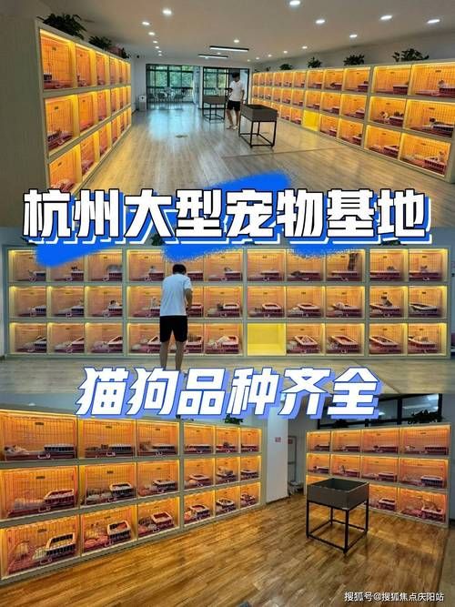 宠物猫繁殖设备_猫繁殖技术