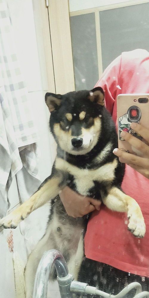 猫咪交易平台，哪里可以快速出售？