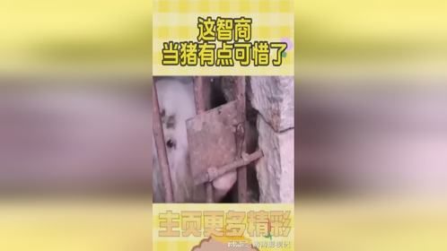 这智商当猪有点可惜了