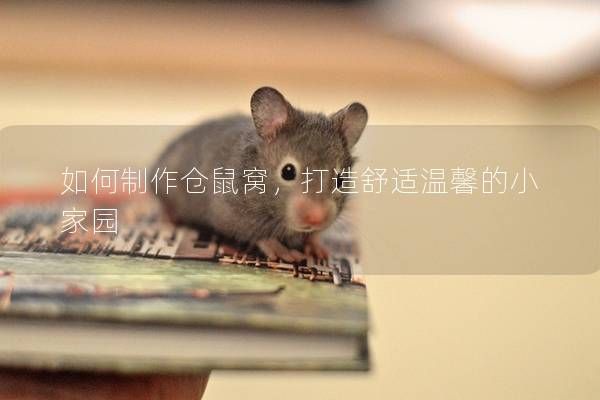 如何制作仓鼠窝，打造舒适温馨的小家园