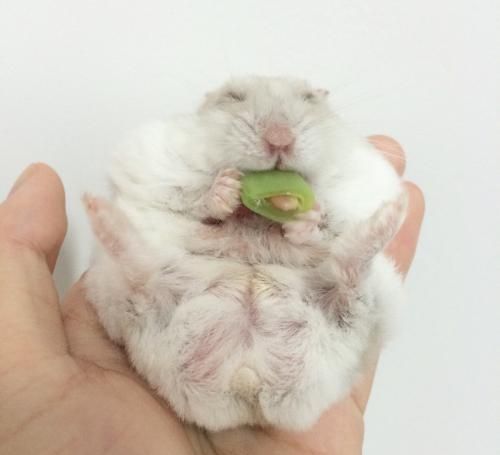 养仓鼠的主人们一定要注意啦，这么做会减少仓鼠寿命的