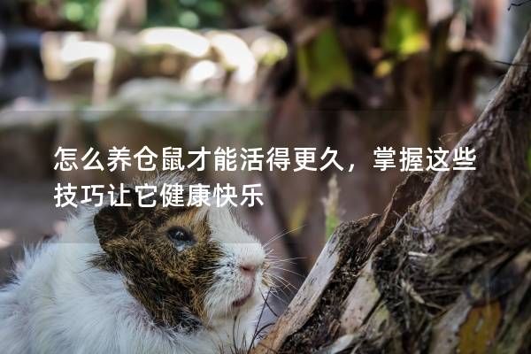 怎么养仓鼠才能活得更久，掌握这些技巧让它健康快乐