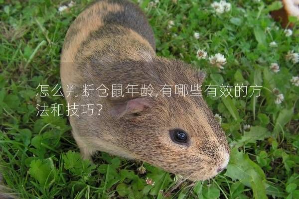 怎么判断仓鼠年龄,有哪些有效的方法和技巧？