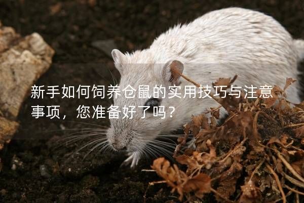 新手如何饲养仓鼠的实用技巧与注意事项，您准备好了吗？