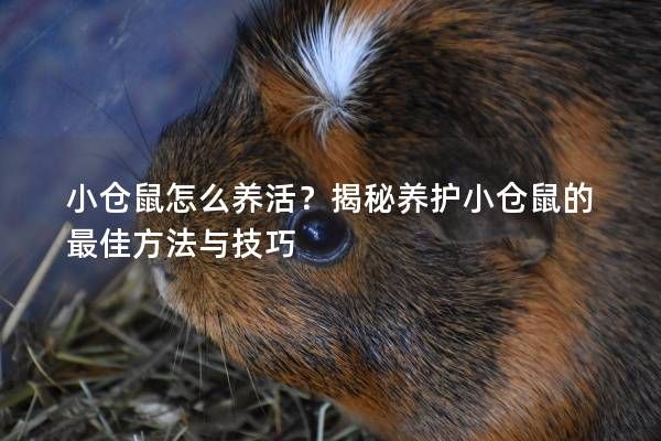 小仓鼠怎么养活？揭秘养护小仓鼠的最佳方法与技巧