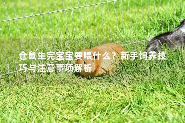 仓鼠生完宝宝要喂什么？新手饲养技巧与注意事项解析