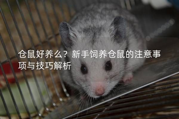 仓鼠好养么？新手饲养仓鼠的注意事项与技巧解析