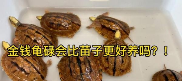 新手养龟的第一步（开启养龟之路，全面了解龟类知识的重要性）