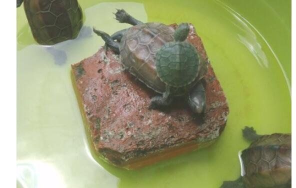 如何养乌龟