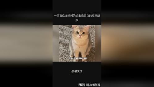 一只喜欢咩咩叫的妈宝喵跟它的哑巴新娘