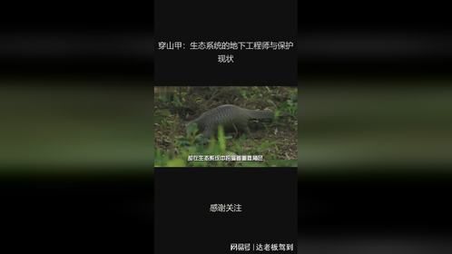 穿山甲：生态系统的地下工程师与保护现状