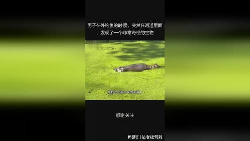 男子在外钓鱼的时候，突然在河道里面，发现了一个非常奇怪的生物