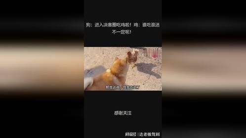 狗：进入决赛圈吃鸡啦！鸡：谁吃谁还不一定呢！