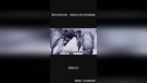 雪地中的企鹅：神秘的白色世界探险家