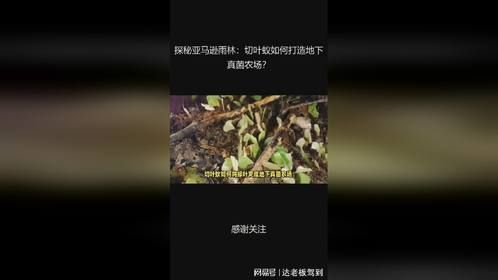 探秘亚马逊雨林：切叶蚁如何打造地下真菌农场？