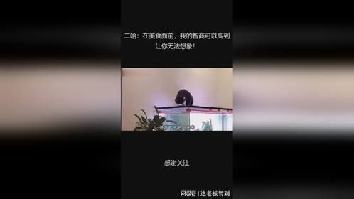 二哈：在美食面前，我的智商可以高到让你无法想象！