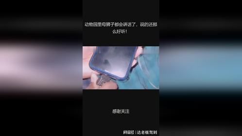 动物园里母狮子都会讲话了，说的还那么好听！