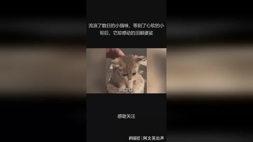 流浪了数日的小猫咪，等到了心软的小哥后，它却感动的泪眼婆娑