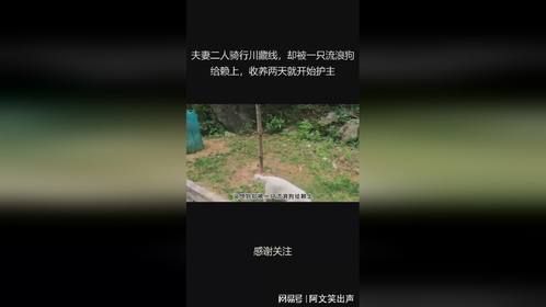 夫妻二人骑行川藏线，却被一只流浪狗给赖上，收养两天就开始护主