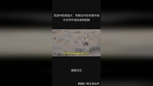 荒漠中的清道夫：秃鹫如何在有毒环境中生存并适应食物短缺