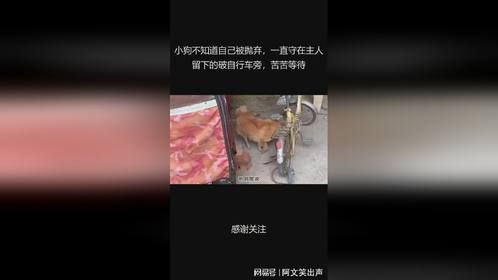 小狗不知道自己被抛弃，一直守在主人留下的破自行车旁，苦苦等待