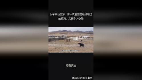 女子故地重游，再一次看望曾经投喂过的藏獒，实在令人心酸