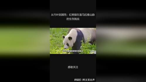 从竹叶到濒危：红熊猫在喜马拉雅山脉的生存挑战