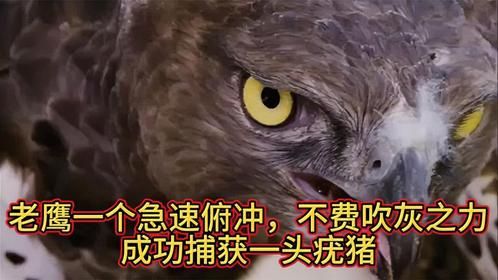 老鹰一个急速俯冲，不费吹灰之力成功捕获一头疣猪
