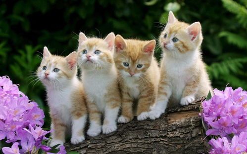 科学养护孕期宠物猫