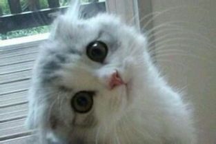 科学养护孕期宠物猫