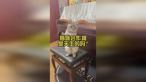 猫咪会作揖是天生的吗？