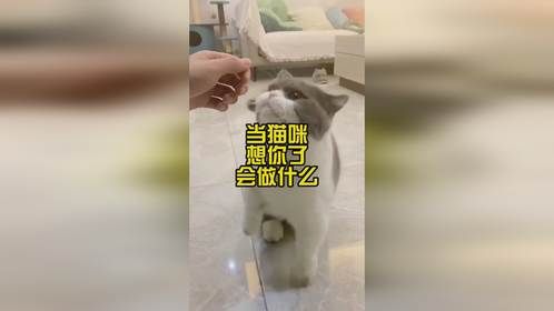 当猫咪想你了，会做什么？