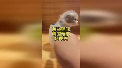 有些猫咪真的不能随便养