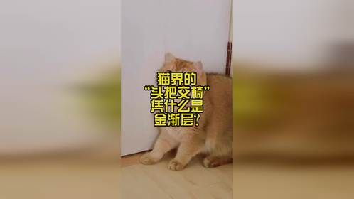 猫界的头把交椅凭什么是金渐层？