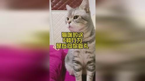 猫咪的这5种行为，是在向你敬礼