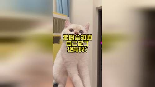 猫咪会知道自己做了绝育吗？