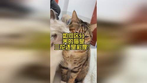 如何区分养的猫是三花还是彩狸？
