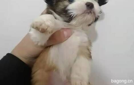 领狗宝宝了1