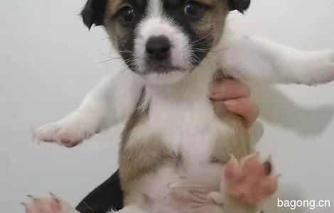 领狗宝宝了4